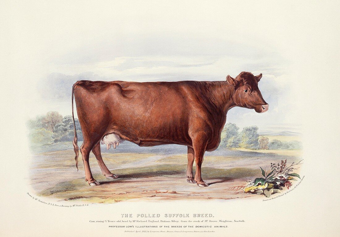 Suffolk Cattle,19th century