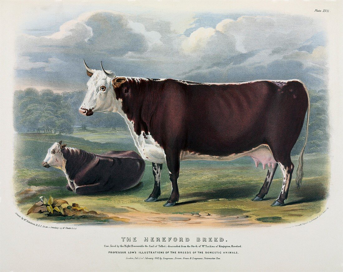 Hereford Cattle,19th century