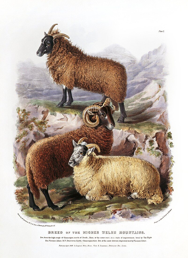 Welsh mountain sheep,19th century
