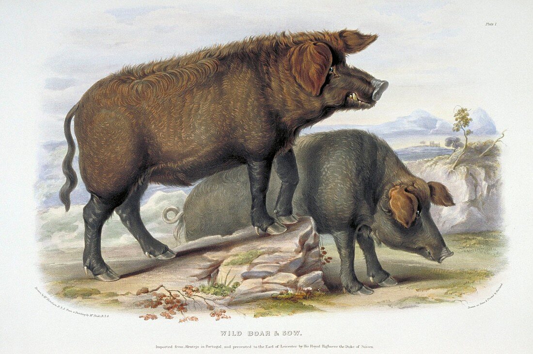 Wild boar,19th century artwork