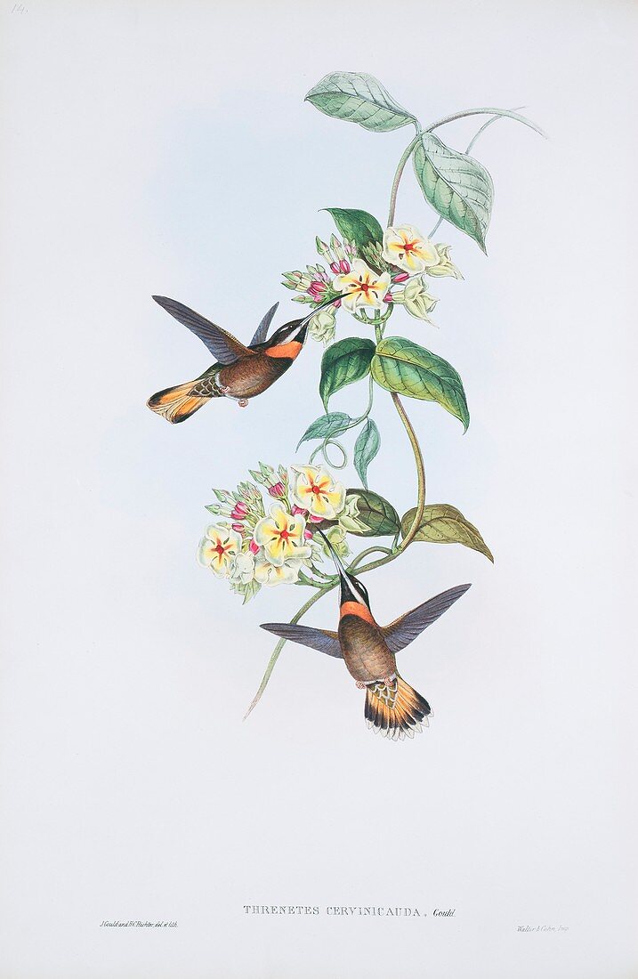 Pale-tailed barbthroats,artwork
