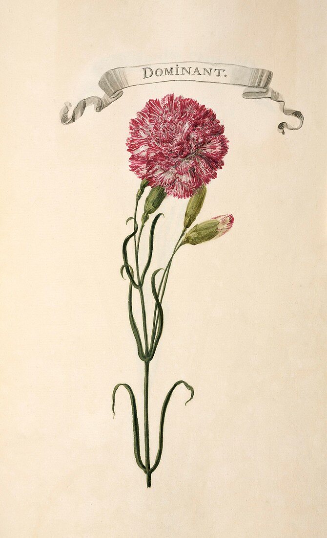 Carnation (Dianthus sp.),artwork