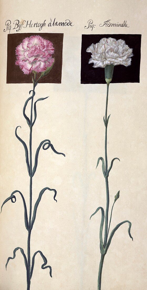 Carnations (Dianthus sp.),artwork