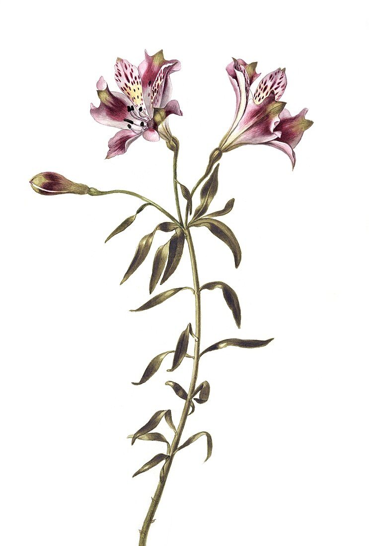 Lily (Lilium sp.) flowers,artwork