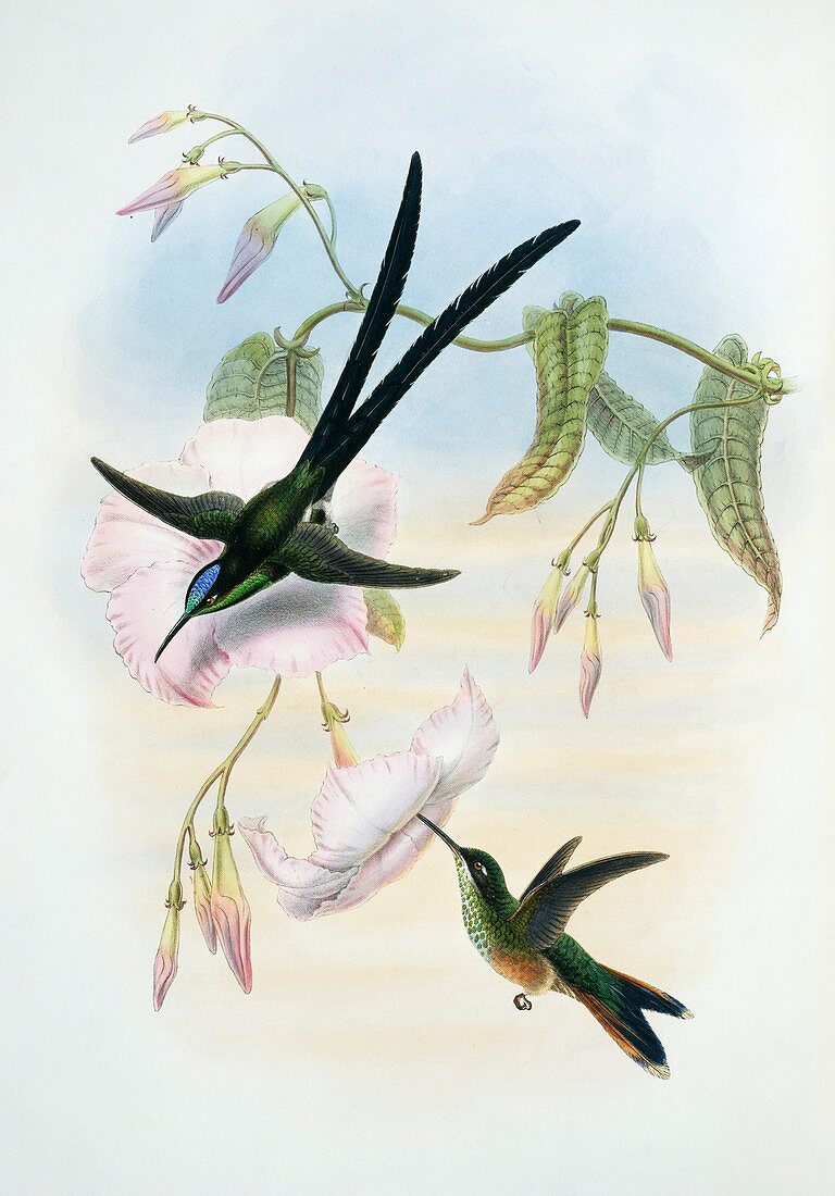 Scissor-tailed hummingbirds