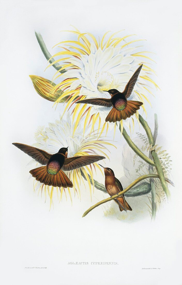 Shining sunbeam hummingbirds,artwork