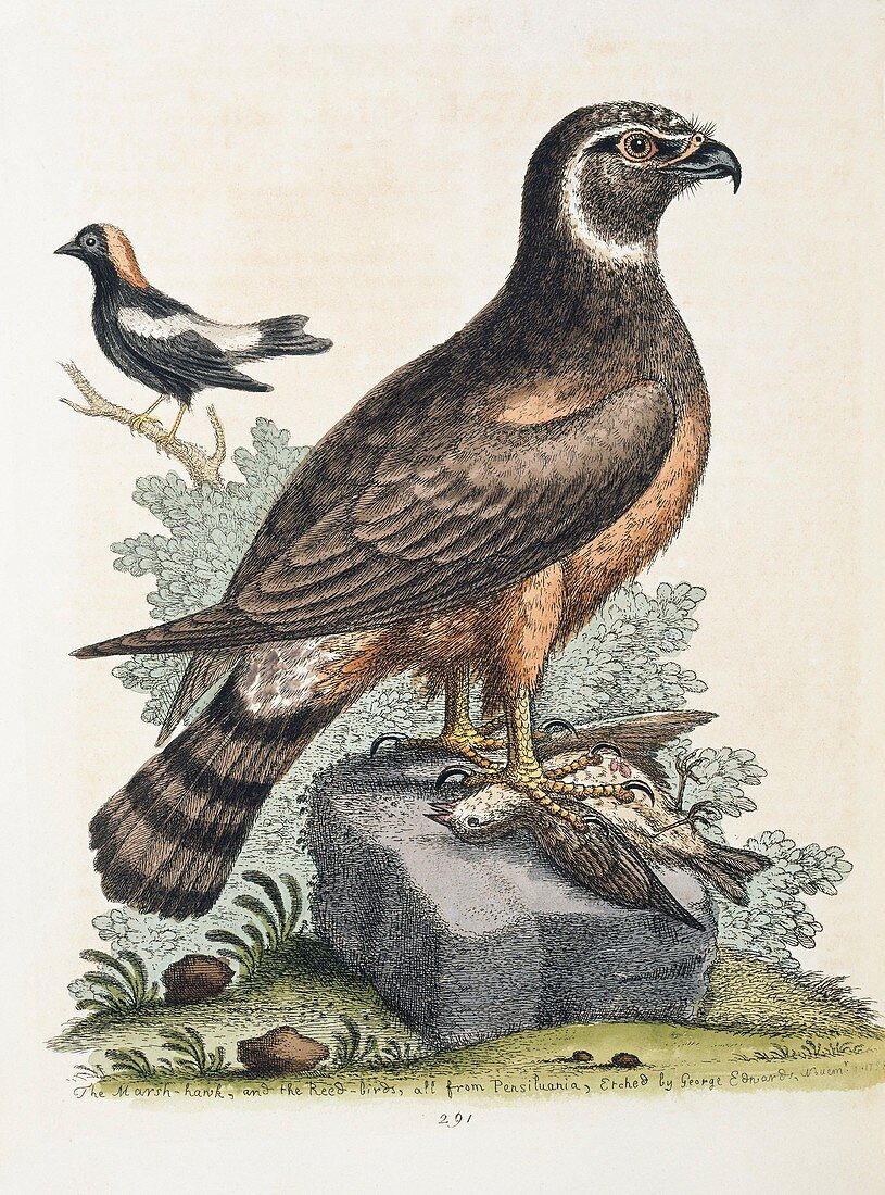 Marsh hawk and reed bird,18th century