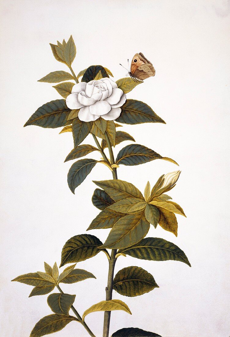 Gardenia and butterfly,18th century