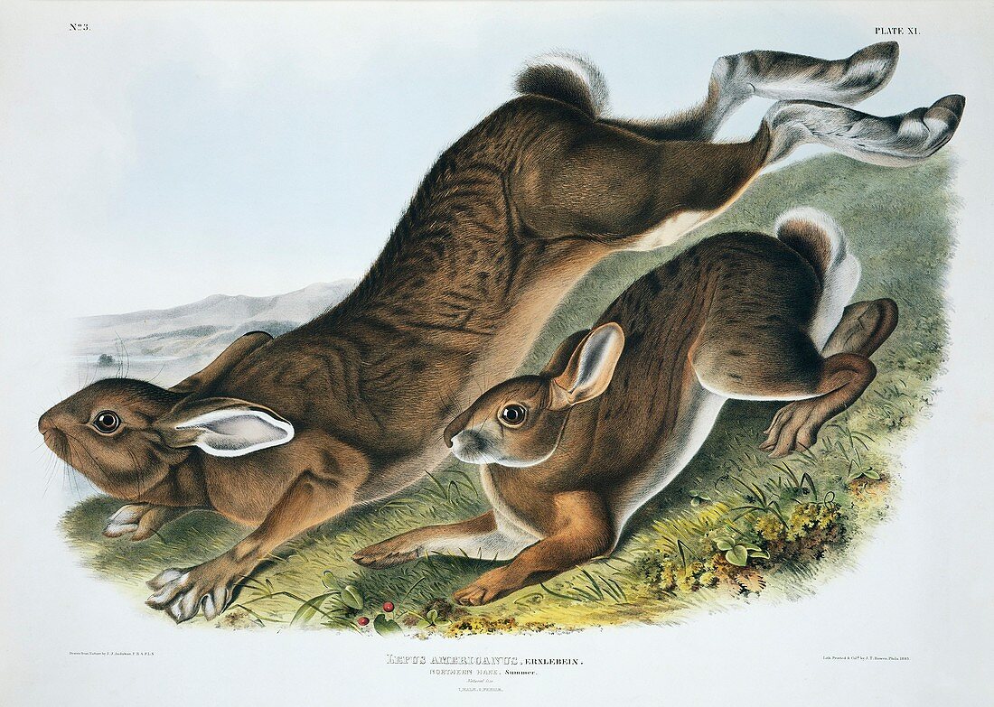 Snowshoe hare,19th century