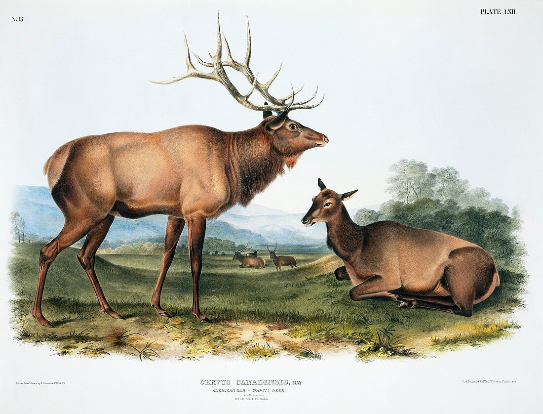 Elk,19th century artwork