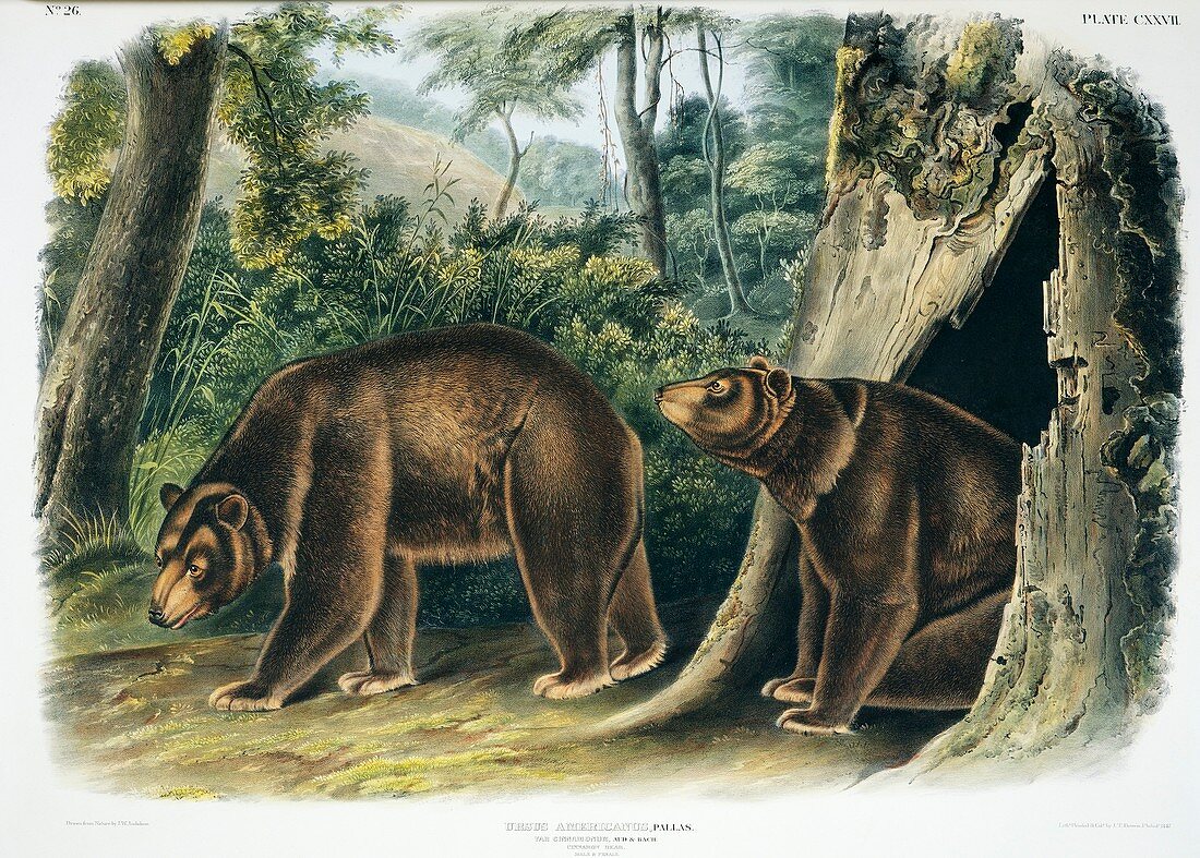 Cinnamon bear,19th century artwork