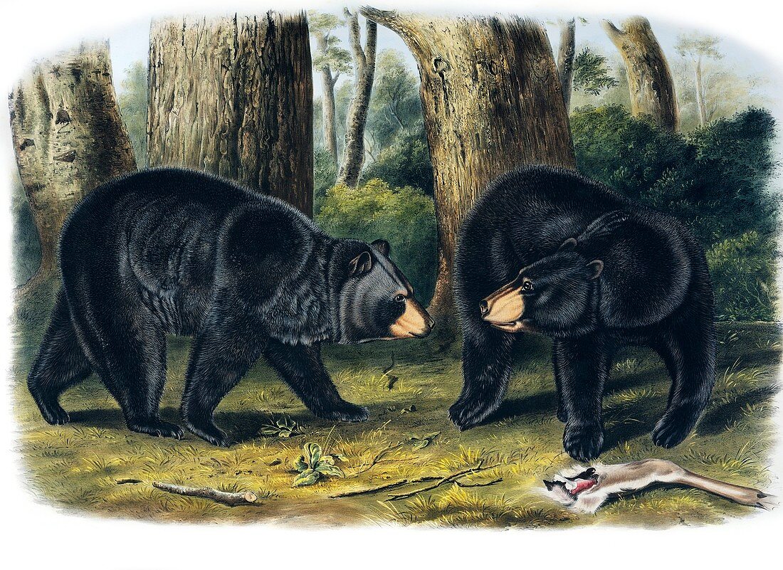 American black bear,19th century artwork