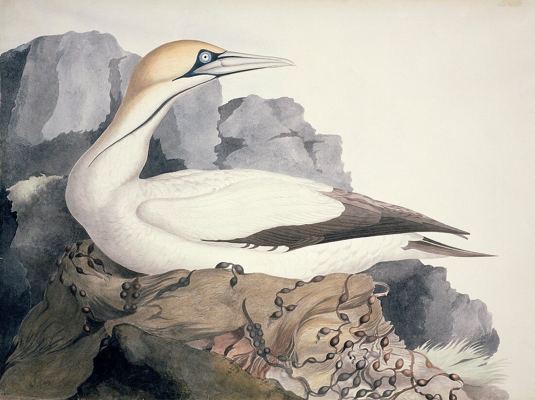 Northern gannet,19th century