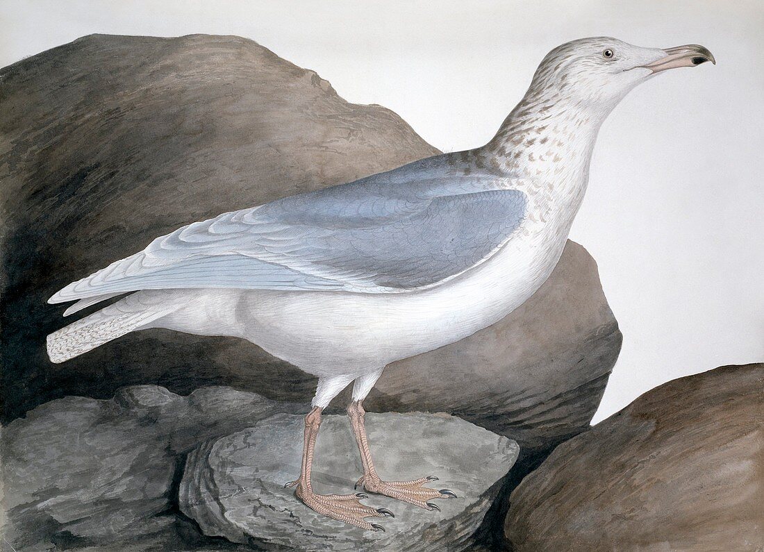 Glaucous gull,19th century