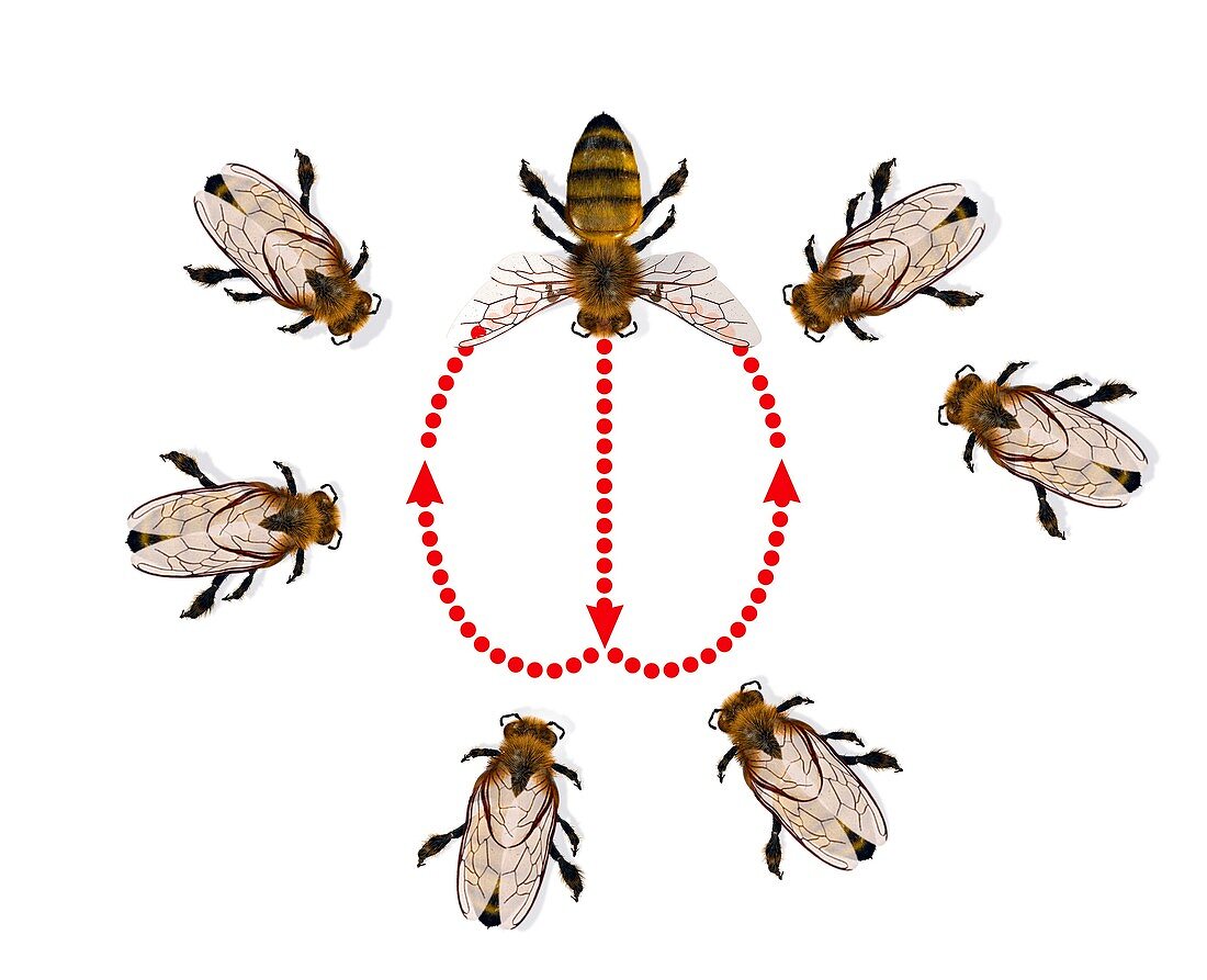 Honeybee dance,artwork