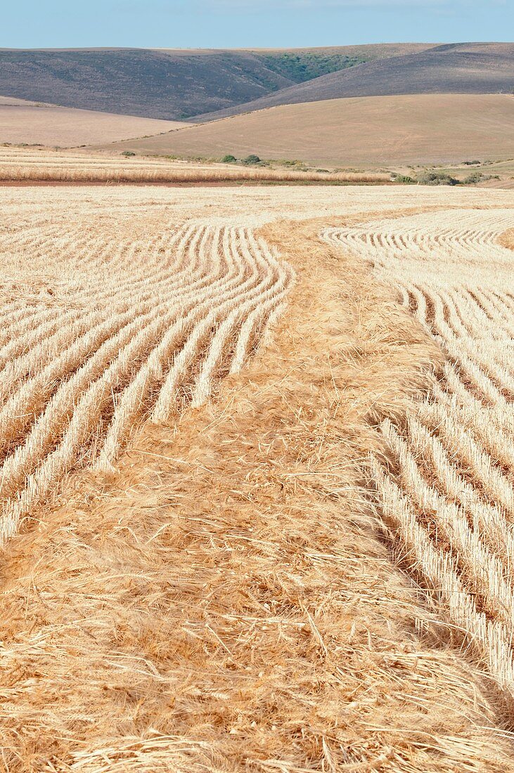 Wheat stubble after harvesting