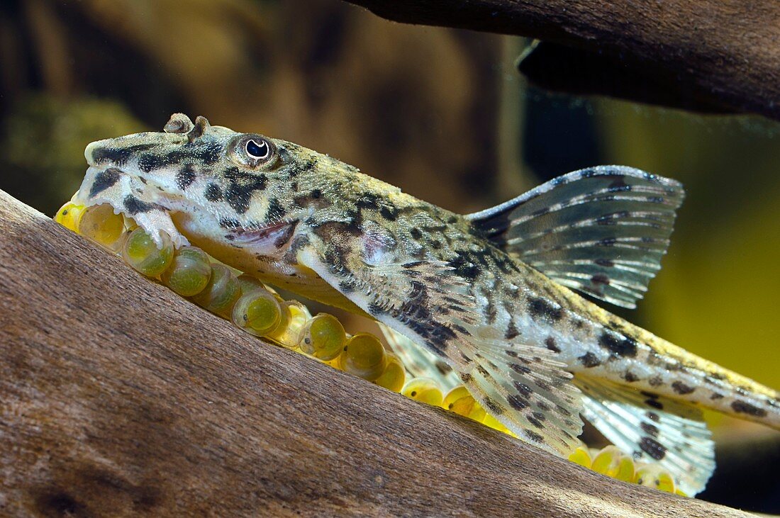 Armoured catfish with eggs