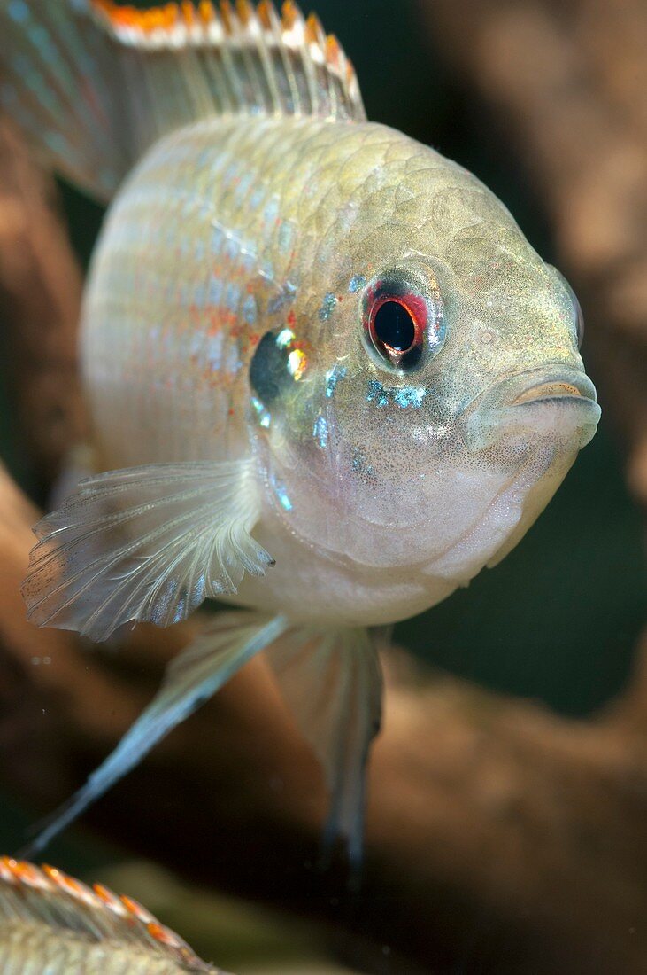 Cichlid