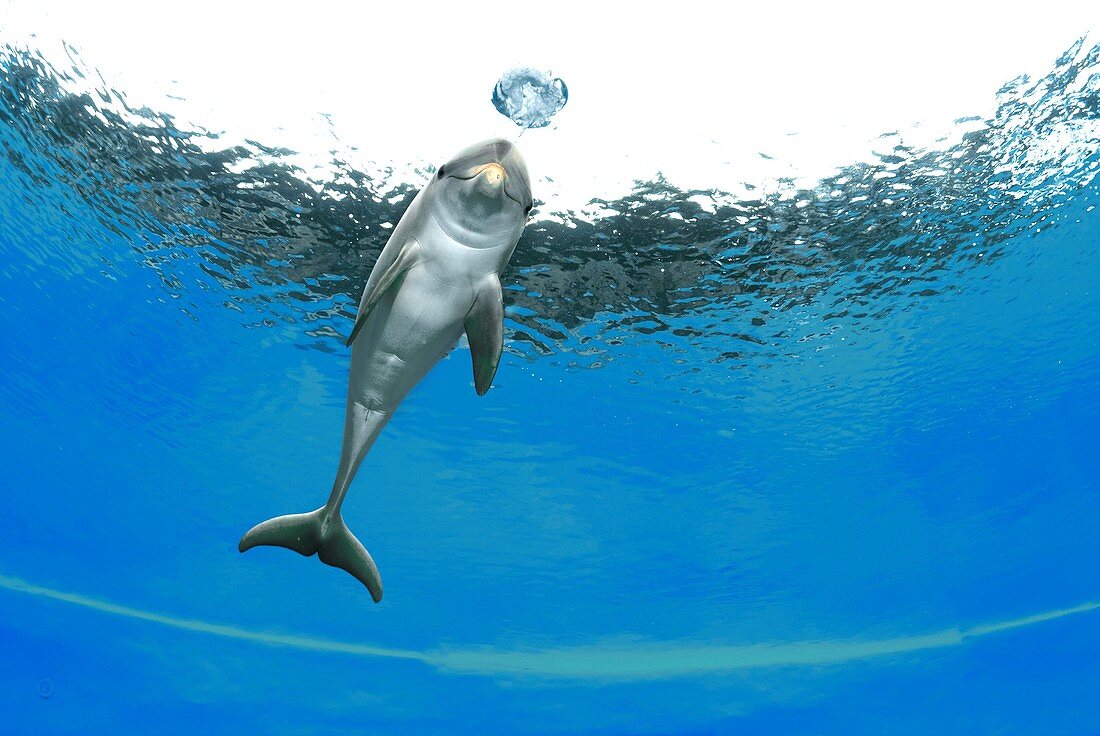 Bottlenose dolphin in an aquarium