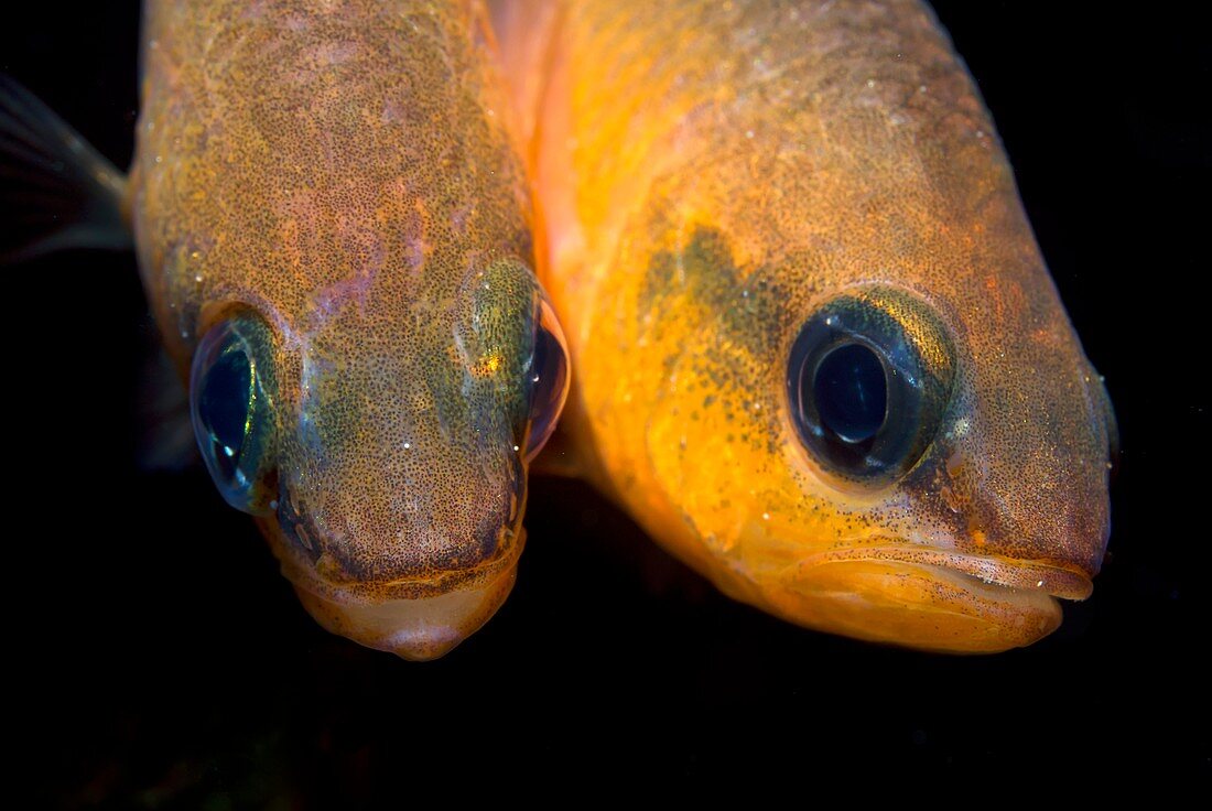 Cardinalfish