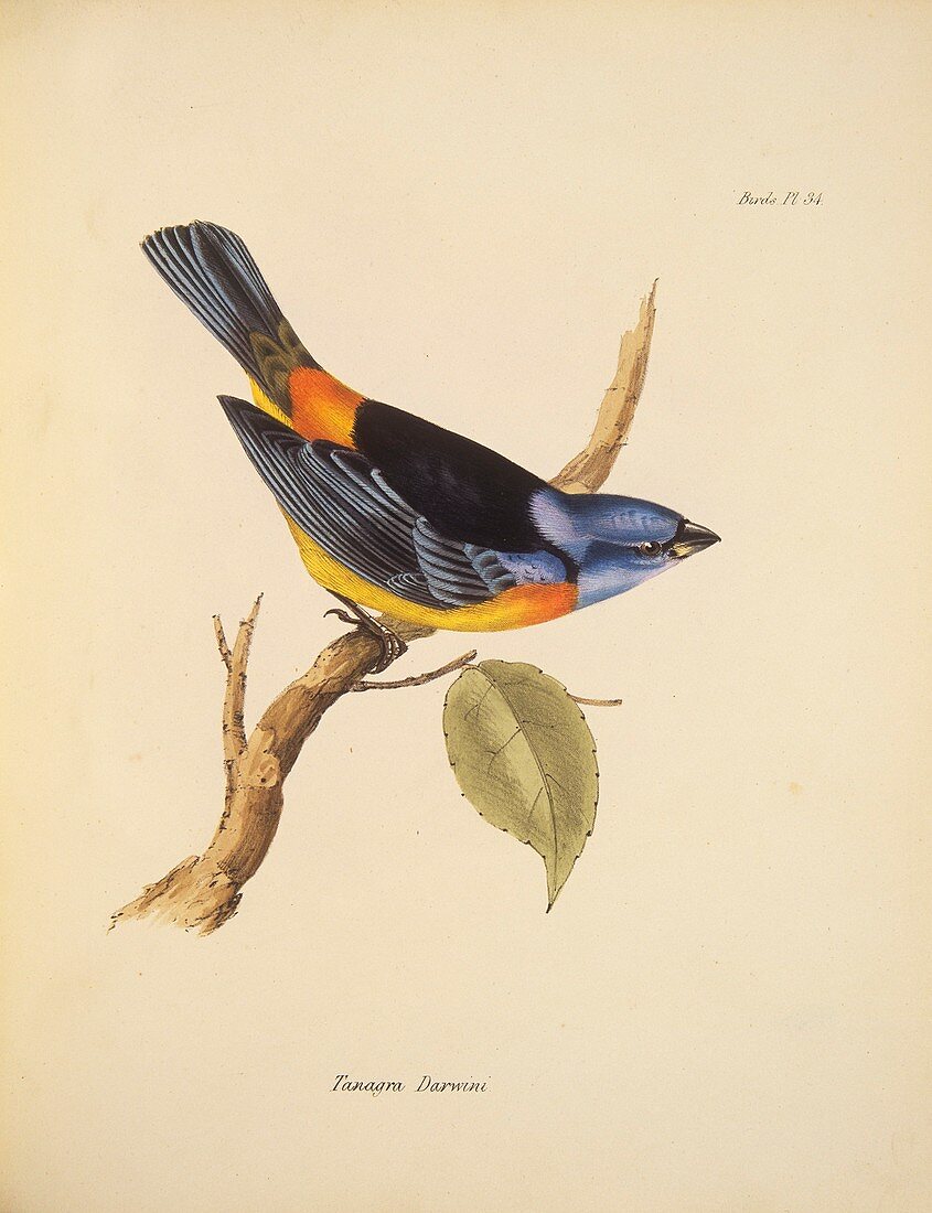 Blue-and-yellow tanager,19th century