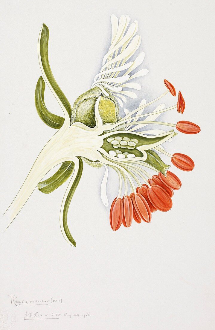 Garden mignonette flower,20th century