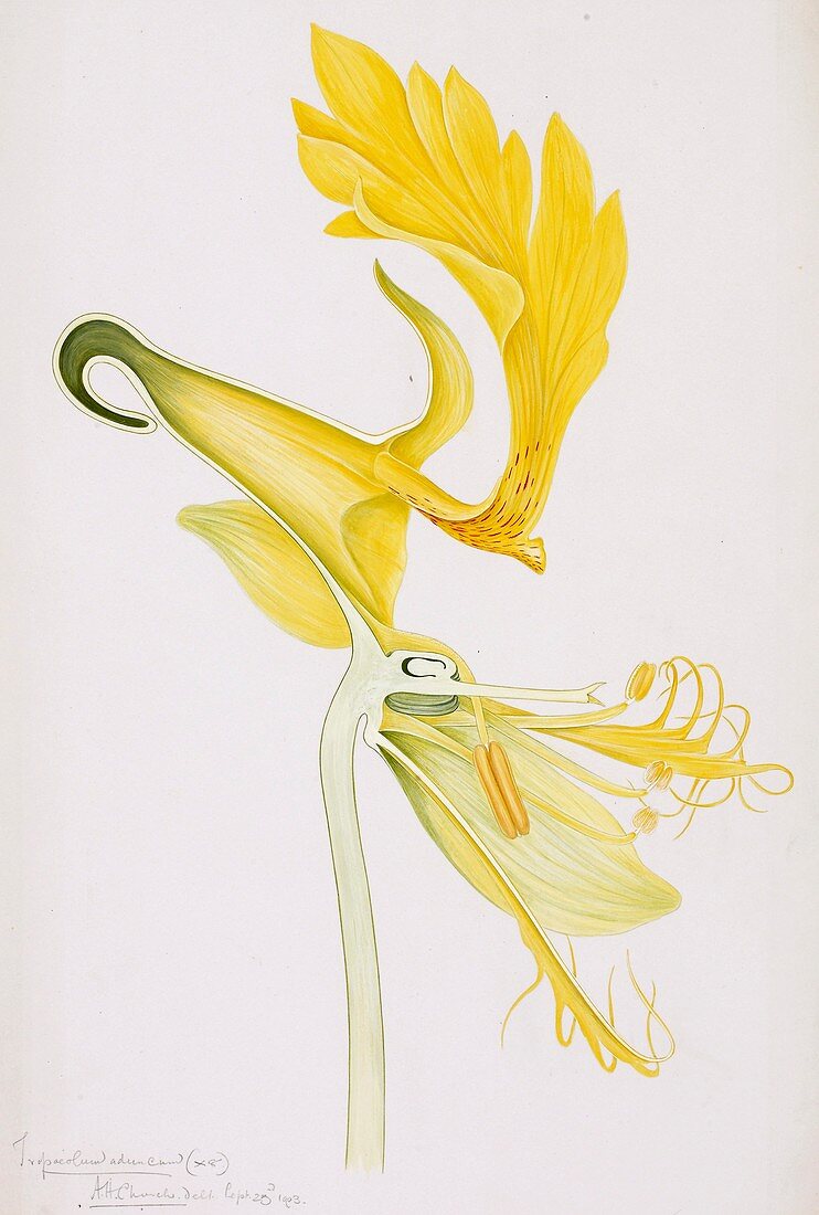 Canary creeper,20th century