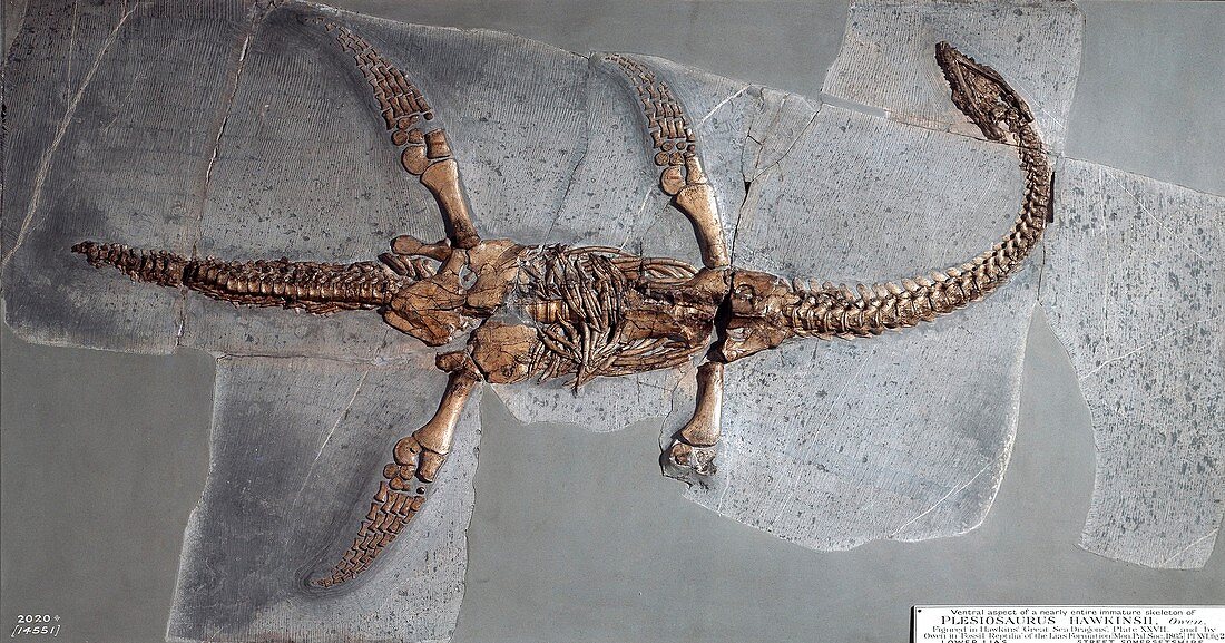 Thalassiodracon hawkinsii skeleton