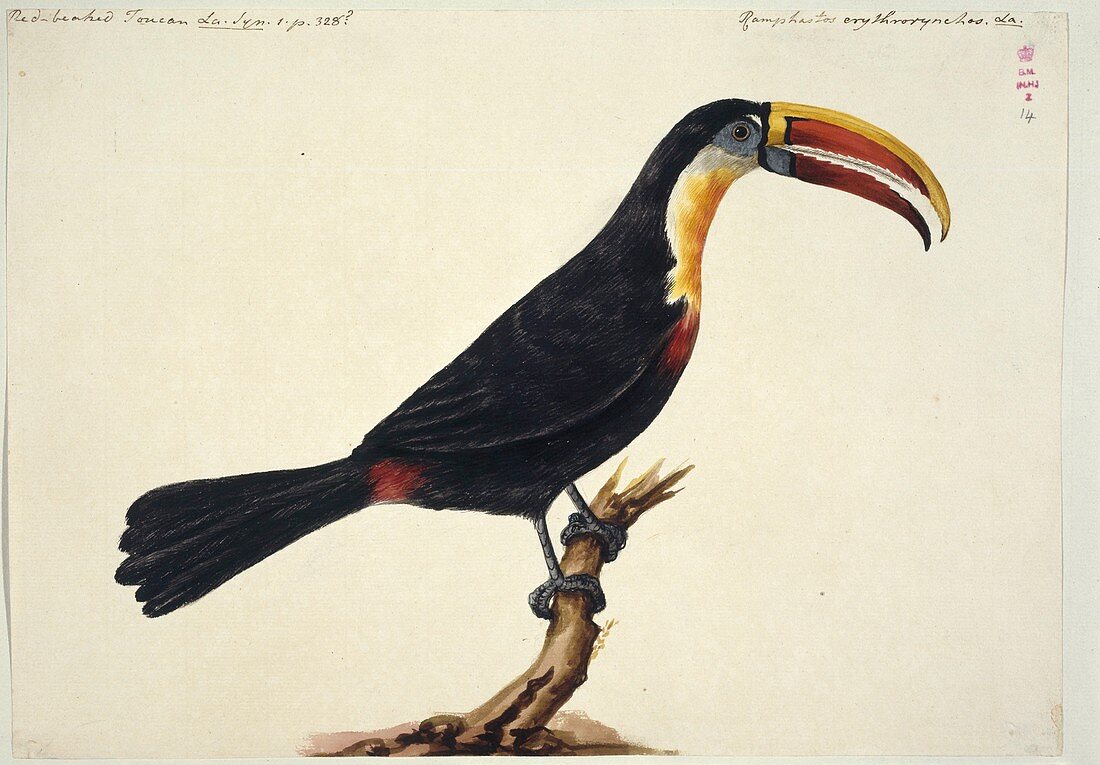 White-throated toucan,18th century