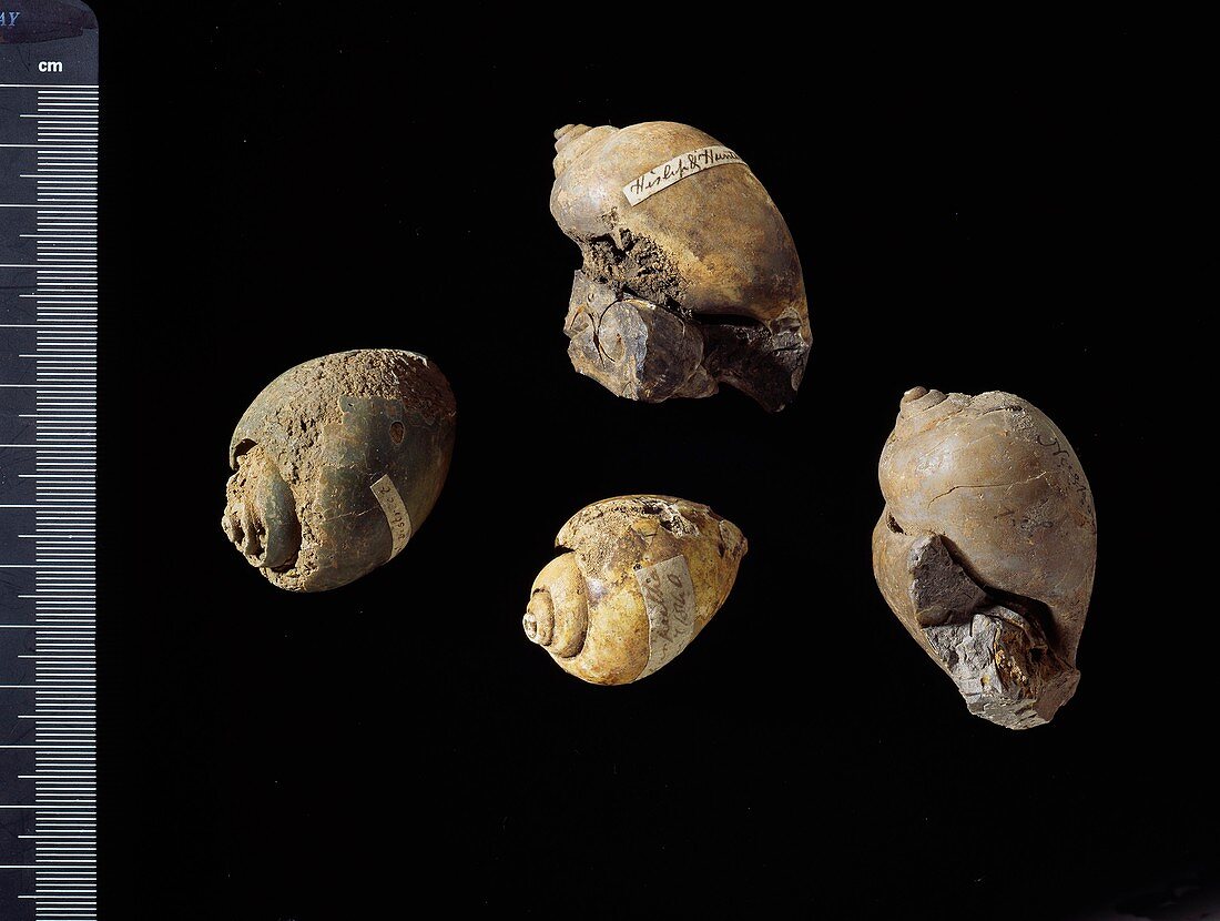 Fossil freshwater snails