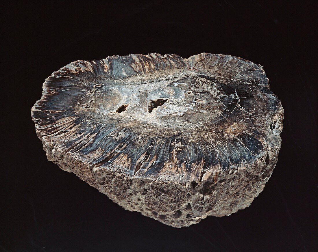 Cycadeoidea marylandica fossil