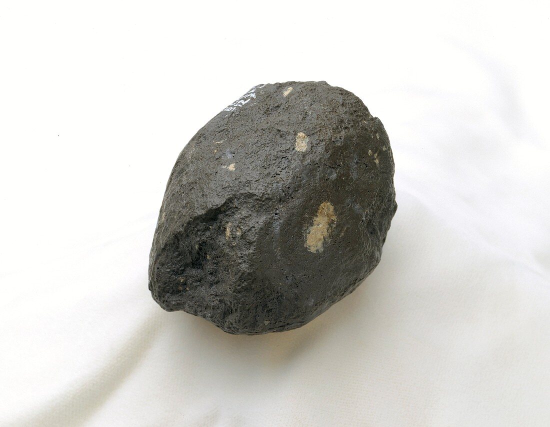 Homo habilis hammerstone