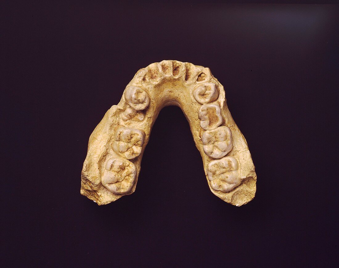 Australopithecus africanus jaw bone