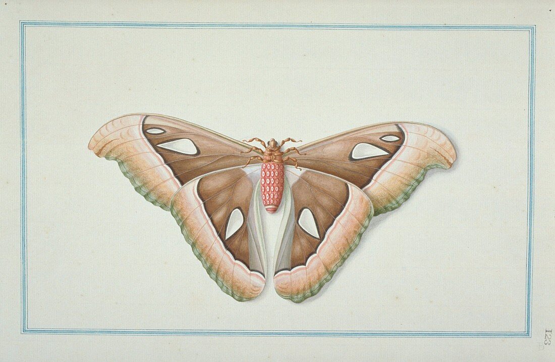 Atlas moth,18th century artwork
