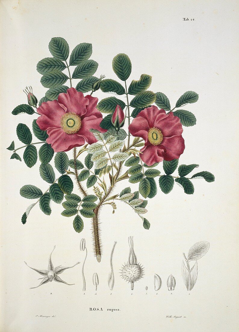 Japanese rose (Rosa rugosa),artwork
