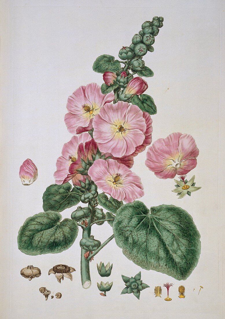 Hollyhock (Alcea rosea),artwork
