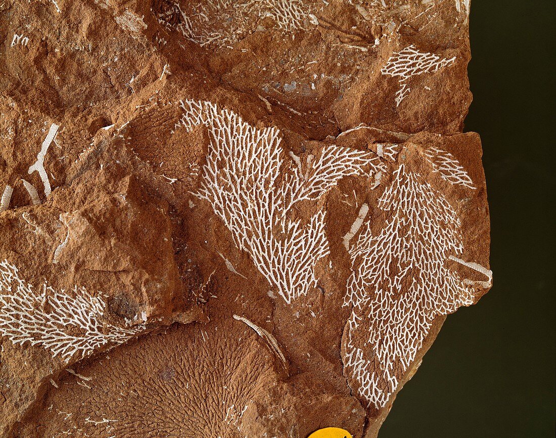 Chasmatopora bryozoan fossil