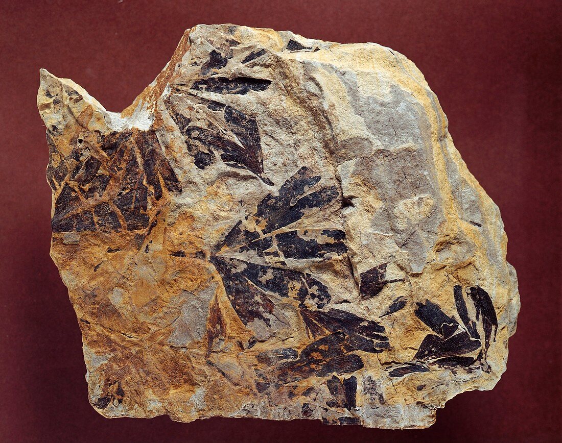 Maidenhair tree (Ginkgo huttonii) fossil