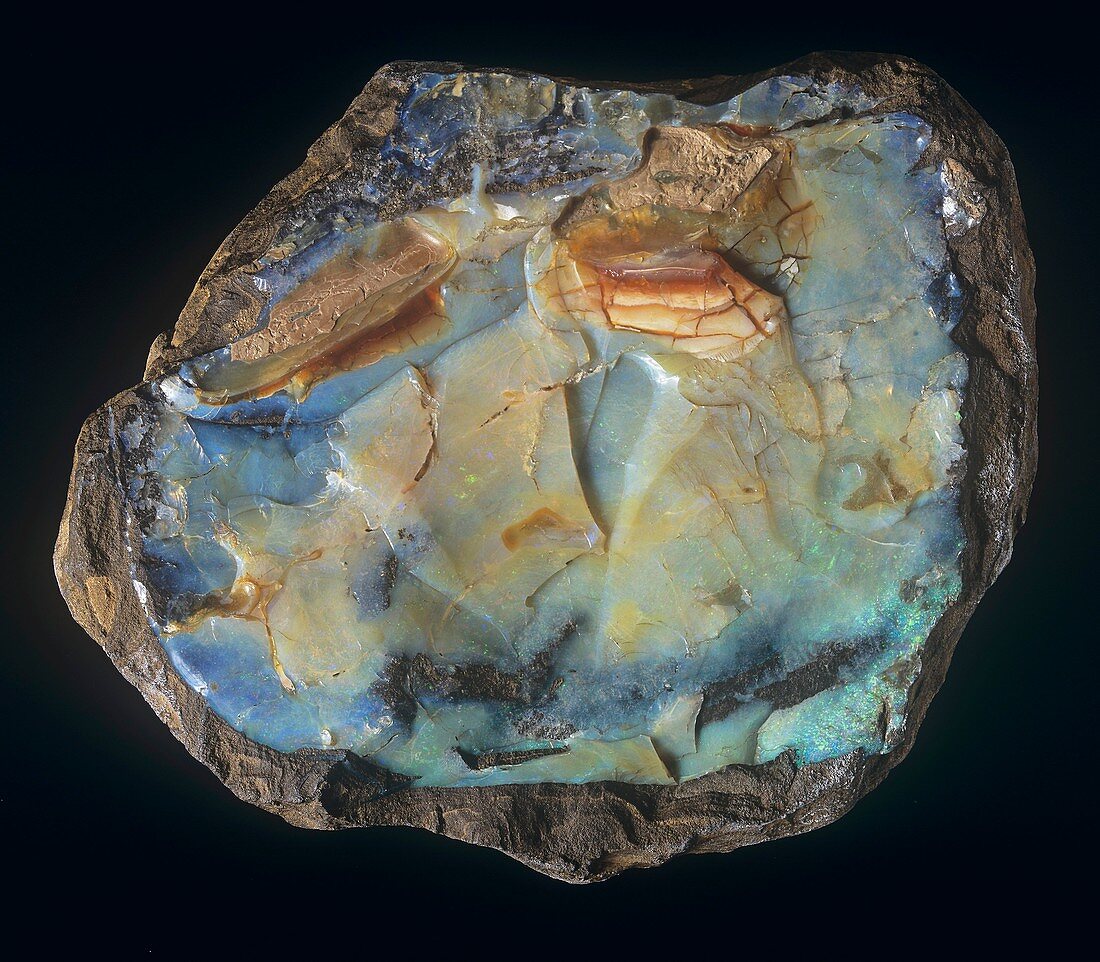 'Black' opal cabochon specimen