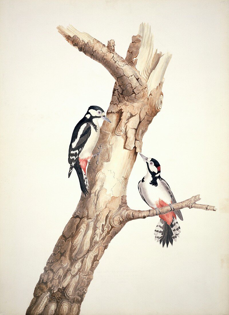 Great spotted woodpeckers,artwork