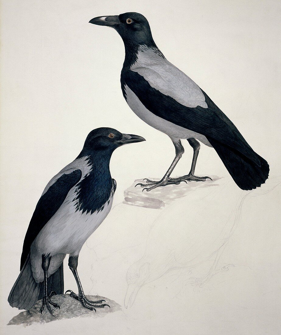 Hooded crows,19th century artwork