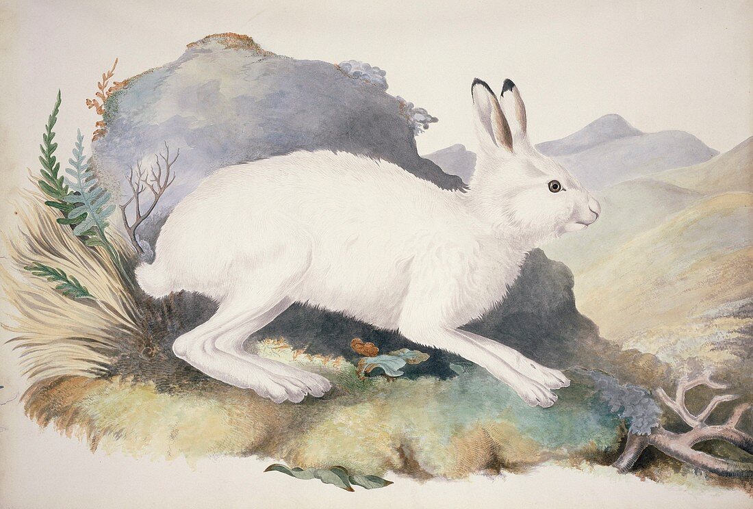 Mountain hare,19th century artwork