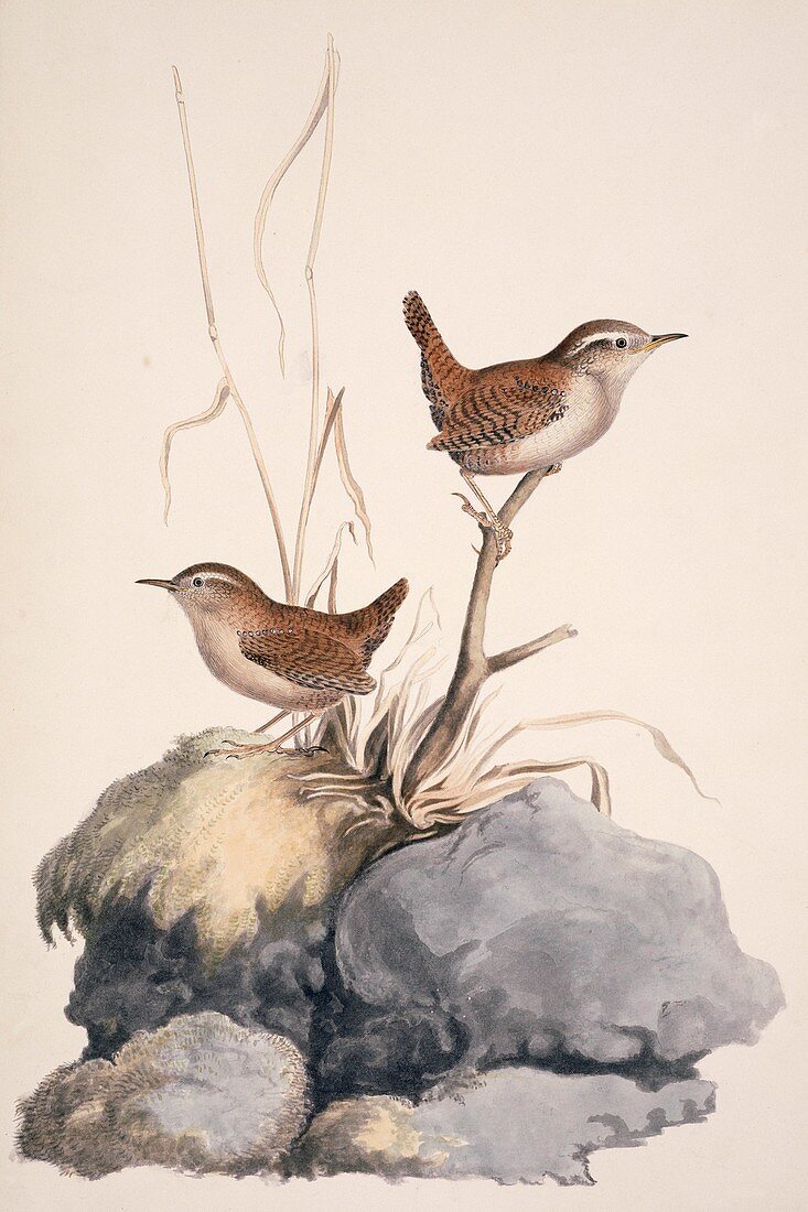 Winter wren,19th century