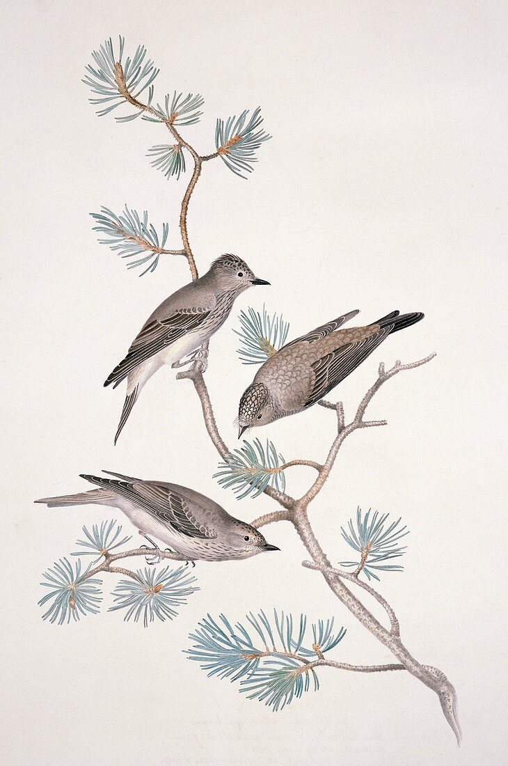 Spotted flycatcher,19th century