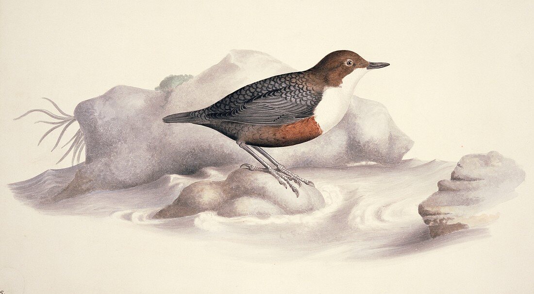 White-throated dipper,19th century
