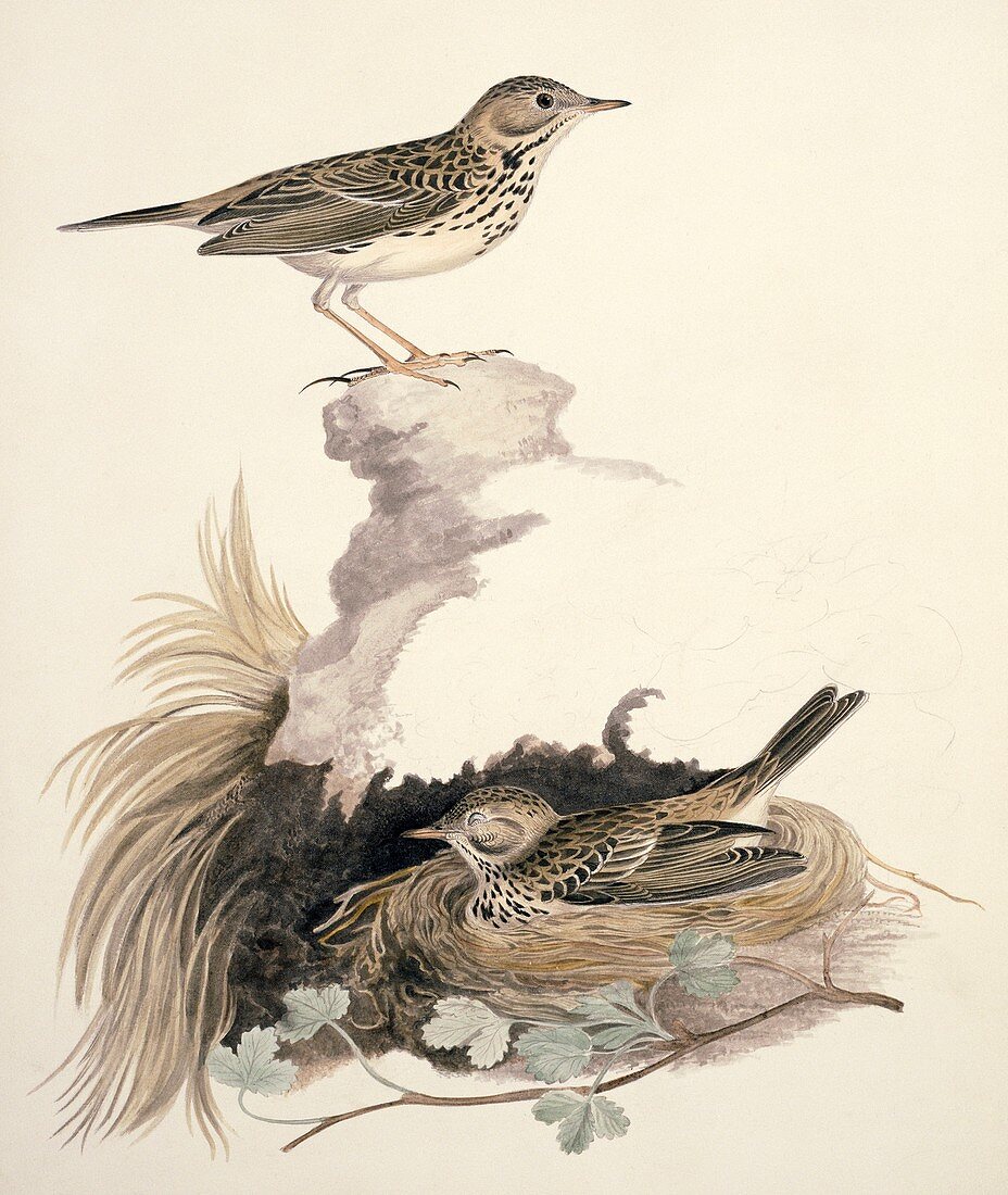 Meadow pipits,19th century artwork