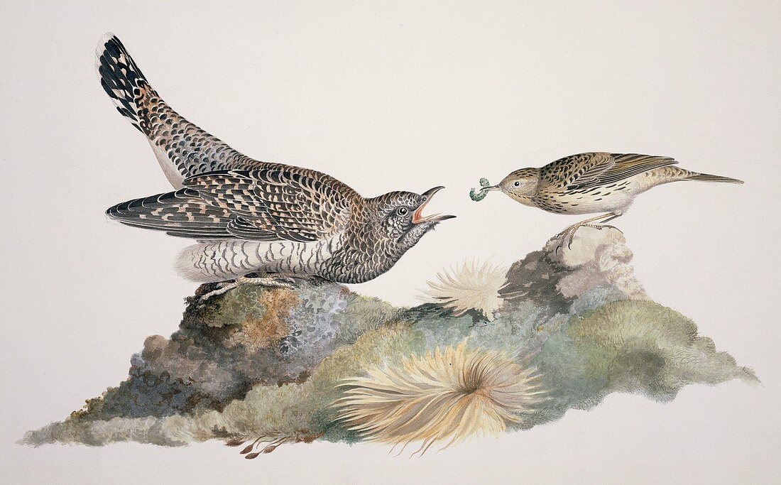 Common cuckoo brood parasite,artwork