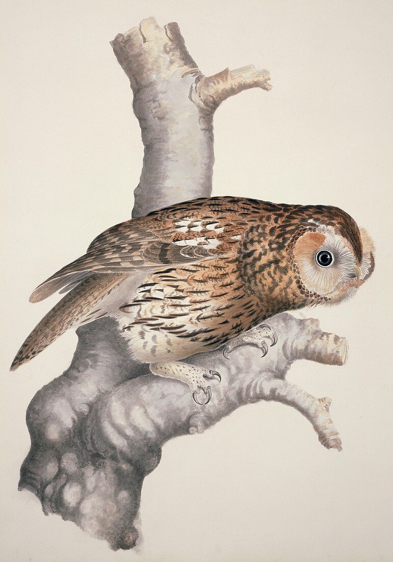 Tawny owl,19th century artwork