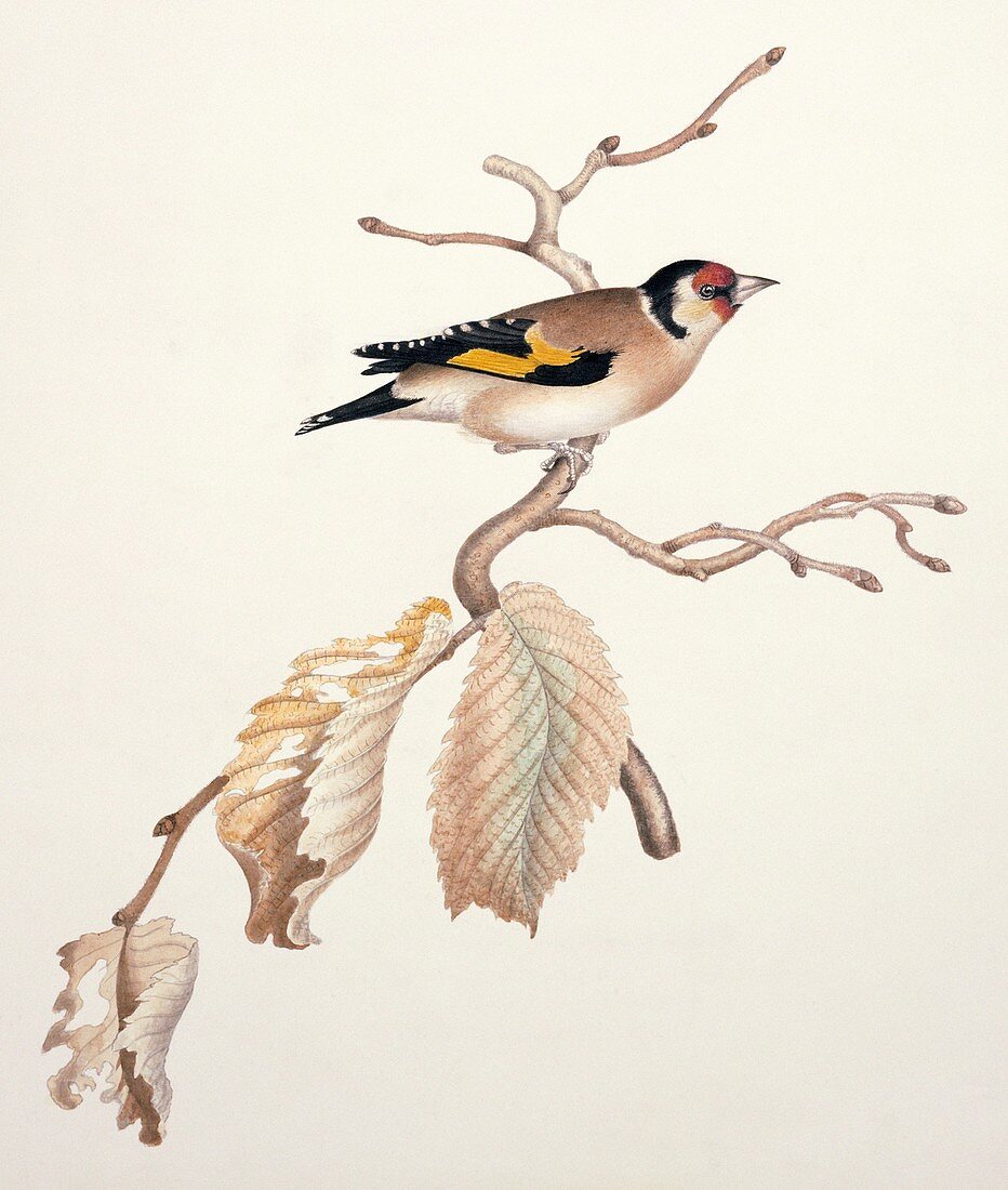 European goldfinch,19th century artwork