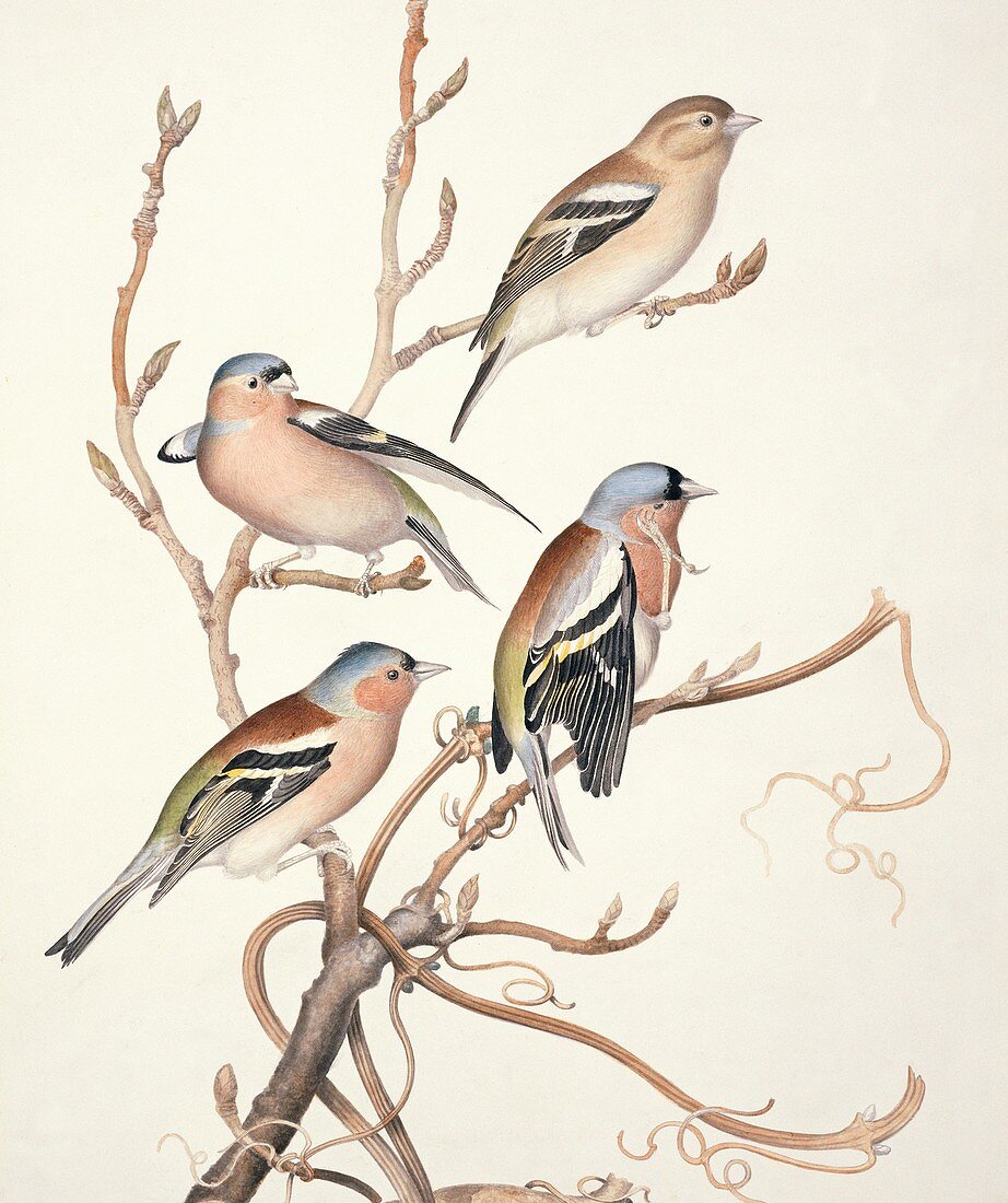 Common chaffinches,19th century artwork
